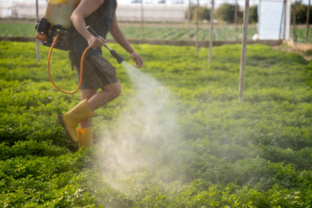 Professional Pest Control in South Hooksett, NH