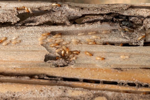 Best Mosquito Control Services  in South Hooksett, NH
