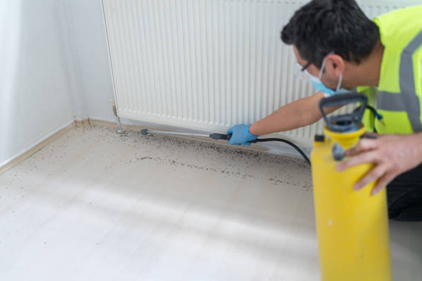Best Local Pest Control Services  in South Hooksett, NH